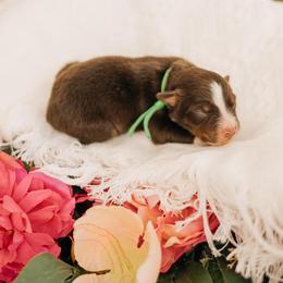 Gary - Red tri male Miniature Australian Shepherd puppy in Enoch, Utah from Twisted H Aussies