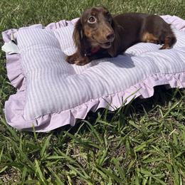 Cocoa - Dachshund