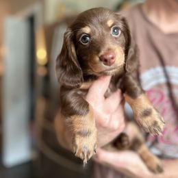 Dachshund Puppies from Dachshundly Perfect