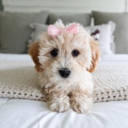 Lily - female Cavapoochon puppy in Morris, Pennsylvania from Heartland Puppies
