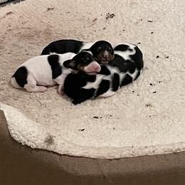 Dachshund Puppies from Hursh’s Hounds
