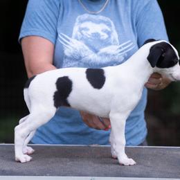 Girl 1 - White and black female Whippet puppy in Lenoir City, Tennessee from Equiss Whippets