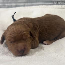 Black Collar Boy - Red  male Goldendoodle puppy in Pleasant Hill, Iowa from Harvest Creek