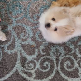 Pomeranian Puppies from Merri's Pom's