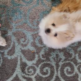 Pomeranian Puppies from Merri's Pom's