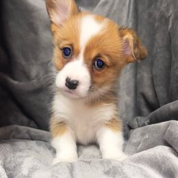 Red Girl-1 - Red female Pembroke Welsh Corgi puppy in De Witt, Arkansas from Western Plains Kennel