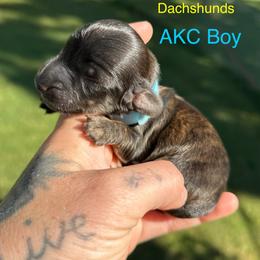 Blue collar brindle boy - Brindle male Dachshund puppy in Statesville, North Carolina from Kmh Southern Dachshunds