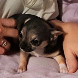Lil Emily - Chocolate sabled fawn female Chihuahua puppy in Weatherford, Texas from Small and Mighty Chihuahuas