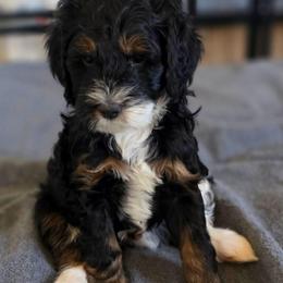 Rocky - Tri-color male Bernedoodle puppy in Mc Gaheysville, Virginia from Doting Doodles