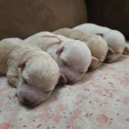 Maltipoo puppies from Cowgirl's Legacy Maltipoos