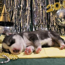 Yellow - Black and white female Siberian Husky puppy in York, Pennsylvania from Spalla Pups