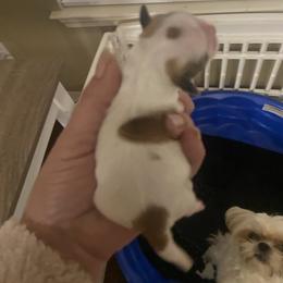 Boy 1 - Cream and white male Shih Tzu puppy in Alexander, Arkansas from TnT Shih Tzu