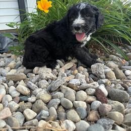 Twix - Black and white male Aussiedoodle puppy in Columbia, Kentucky from Creek Bend Kennels