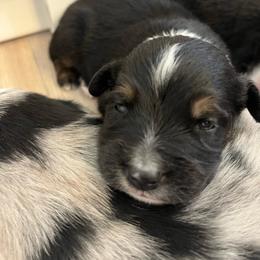 Pepper - Black tri male Miniature Australian Shepherd puppy in Denair, California from CenCal Mini Aussies