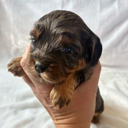 Pancake - Merle female Cavapoo puppy in Adrian, Oregon from ApplebyFarm