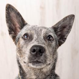 Australian Cattle Dogs and Cardigan Welsh Corgis from Shinra Cardigans and Teyvat ACDs