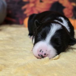 Phyllis - Black and white female Border Collie puppy in Avilla, Indiana from Borderline Kennels
