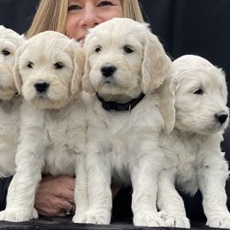 Bernedoodle and Goldendoodle Puppies from White Oak