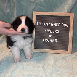 Archer - Border Collie puppy in Pullman, Washington from Hazelwood Border Collies