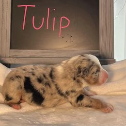 Girl 4 - Blue merle Australian Shepherd puppy in Gowen, Michigan from XA AUSTRALIAN SHEPHERDS
