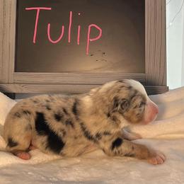 Girl 4 - Blue merle Australian Shepherd puppy in Gowen, Michigan from XA AUSTRALIAN SHEPHERDS