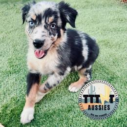 SofaKing - Blue merle male Australian Shepherd puppy in Tucson, Arizona from TTTNT Aussies