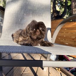 Mocha - Chocolate female Shih Tzu puppy in Running Springs, California from Amanda's Shih Tzus