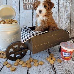 Bernedoodle Puppies from M2 Bernedoodles