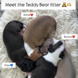 Boy 1 - Seal male Italian Greyhound puppy in Southwest Florida, Florida from Woofford Italian Greyhounds