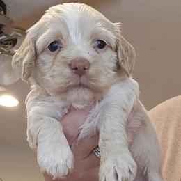 Red Female - Buff and white female Cockapoo puppy in Mocksville, North Carolina from Hunting Creek Kennels & Farm