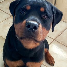 Rottweiler Puppies from Gottlïchen Rottweilers