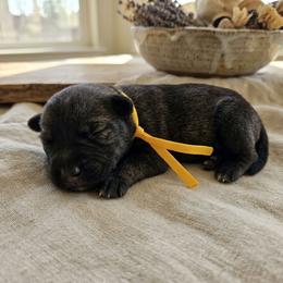 Yellow Male - Salt and pepper male Miniature Schnauzer puppy in Houston, Texas from Haughton Farm