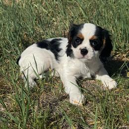 Tri Female One - Tri-color female Cavalier King Charles Spaniel puppy in Helena, Montana from Queen City Cavaliers