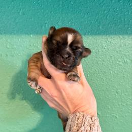 Hercules - Black gold and white male Shih Tzu puppy in Stroud, Oklahoma from Laik’s Little Shihtz & Poms