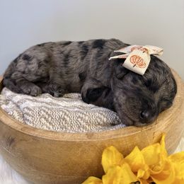 Glinda - Merle female Labradoodle puppy in Adams, Nebraska from Boxcar Doodles and Poodles