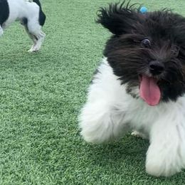 Havanese from My Texas Havanese Puppies