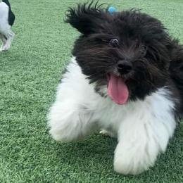 Havanese from My Texas Havanese Puppies