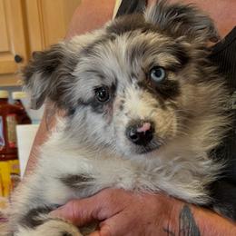 Zsa Zsa - Blue merle female Miniature Australian Shepherd puppy in Oroville, California from Puppy Love Ranch Mini Aussies