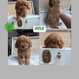 Hulk - Red  male Goldendoodle puppy in Newdale, Idaho from Canyon Creek Puppies