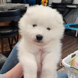 Yuko - White and biscuit male Samoyed puppy in West Jordan, Utah from Rocky Mountain Samoyeds