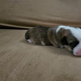 Pembroke Welsh Corgi and Saint Bernard Puppies from Middle Georgia Saints and Corgis