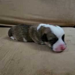 Pembroke Welsh Corgi and Saint Bernard Puppies from Middle Georgia Saints and Corgis