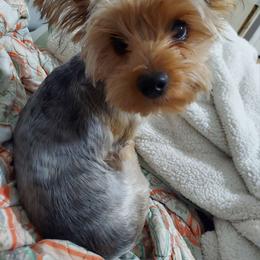 Dixie - Yorkshire Terrier