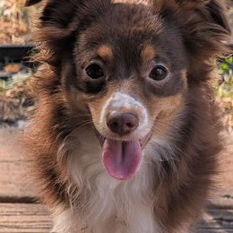 Piper - Toy Australian Shepherd