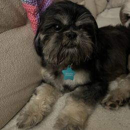 Millie AKC - Shih Tzu