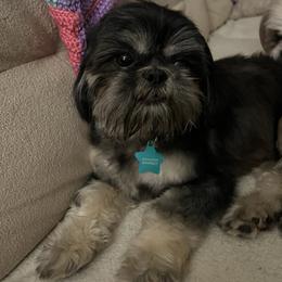 Millie AKC - Shih Tzu