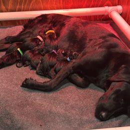 Labrador Retrievers from Ozatonka British Labs