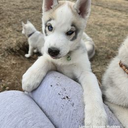 Fitz - Dark Green Collar - Gray and white Siberian Husky puppy in Tomahawk, Wisconsin from Lunter's Heaven Huskies