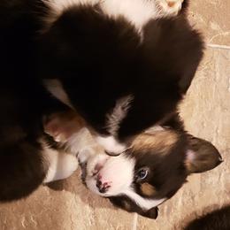 Pembroke Welsh Corgi Puppies from The Clever Corgi