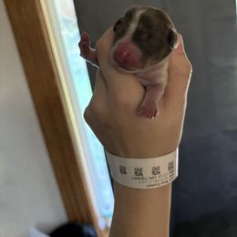 Dachshund Puppies from 208 Dox Dynasty